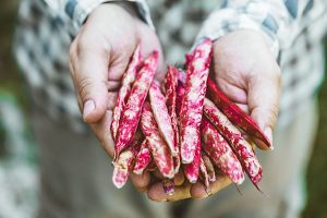 regenerative agriculture