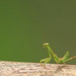 Insect shot in summer,  Green beautiful praying mantis
