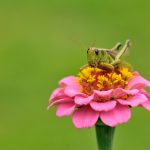 grasshopper on flower