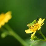 Green glasshopper on the yellow flower in the garden.Nature and animals in Thailand.