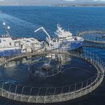 A wellboat (fish carrier) used by Huon, Australia's second largest salmon producer, as it suctions farmed fish from a sea cage. Photo: Bear Witness Australia / We Animals