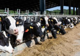Herd of cows standing in outdoor cowshed on dairy farm, eating hay on sunny summer day
