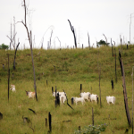 cattle grazing deforested Amazon