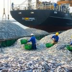 herring caught by purse seine