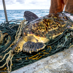 sea turtle bycatch