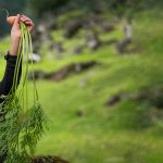 seed programs spi girl with carrot - extended 2700x1000